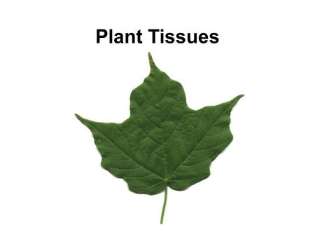 Plant Tissues. Tissue Collection of cells with a similar function. Plant Tissues Dermal Ground Vascular.