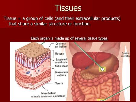Tissues Tissue = a group of cells (and their extracellular products) that share a similar structure or function. Each organ is made up of several tissue.