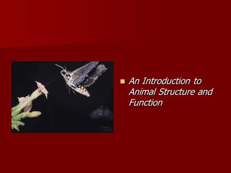 An Introduction to Animal Structure and Function An Introduction to Animal Structure and Function.