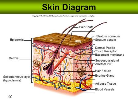 Skin Diagram Hair Shaft Stratum corneum Epidermis Stratum basale