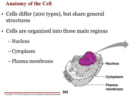 Copyright © 2003 Pearson Education, Inc. publishing as Benjamin Cummings Anatomy of the Cell Cells differ (200 types), but share general structures Cells.
