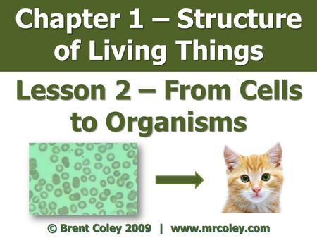 Chapter 1 – Structure of Living Things Lesson 2 – From Cells to Organisms © Brent Coley 2009 | www.mrcoley.com.