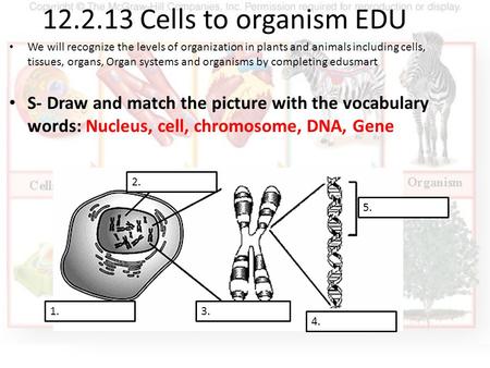12.2.13 Cells to organism EDU We will recognize the levels of organization in plants and animals including cells, tissues, organs, Organ systems and organisms.