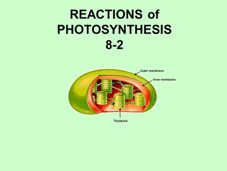 REACTIONS of PHOTOSYNTHESIS 8-2