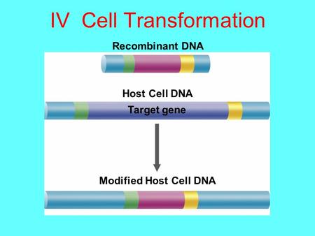 IV Cell Transformation Recombinant DNA Host Cell DNA Target gene Modified Host Cell DNA.