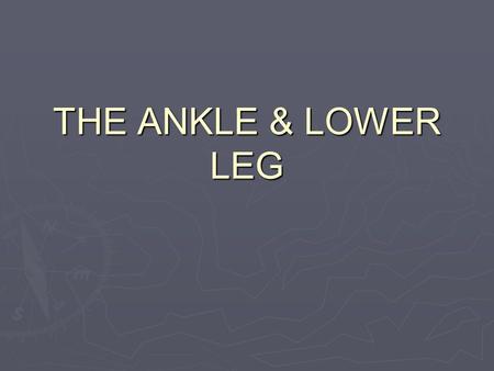Lower Leg Knee cap Femur Medial condyle of femur