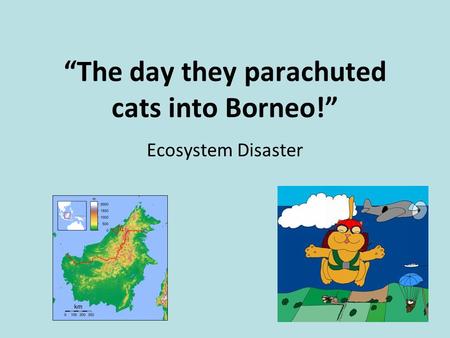 “The day they parachuted cats into Borneo!”