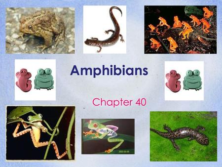 Amphibians Chapter 40.