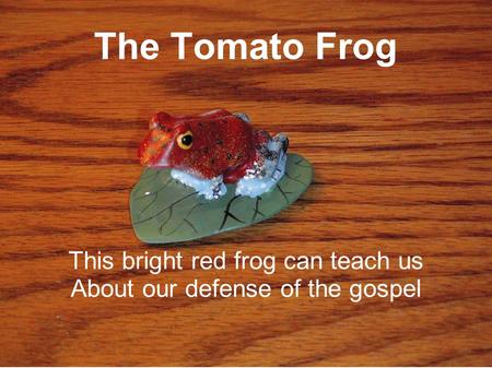 The Tomato Frog This bright red frog can teach us About our defense of the gospel.