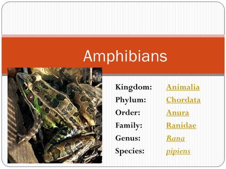 Amphibians Kingdom: Animalia Phylum: Chordata Order: Anura Family: