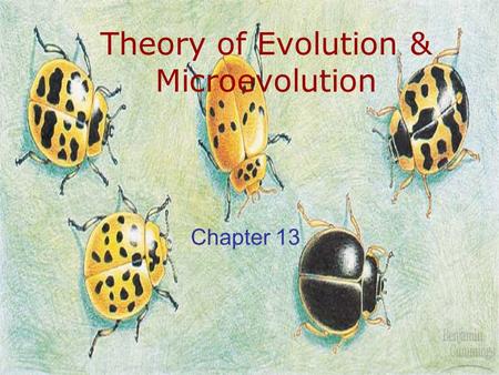 Theory of Evolution & Microevolution Chapter 13. Evolution Darwin and his theory Evolution Evidence.