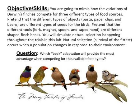 Question: Which “beak” adaptation will provide the most advantage when competing for the available food types? Objective/Skills : You are going to mimic.