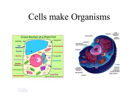 Cells make Organisms Cells. Cell wall: found in plants. It is rigid and its function is to support the cell. Cell membrane: the outside boundary of an.
