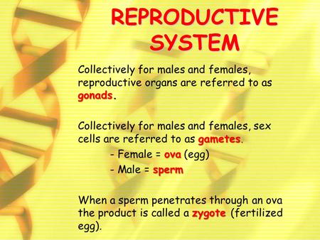 REPRODUCTIVE SYSTEM Collectively for males and females, reproductive organs are referred to as gonads. Collectively for males and females, sex cells are.