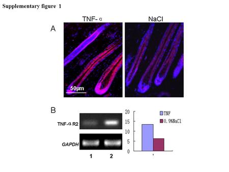 Supplementary figure 1. Supplementary figure 1: TNF-α receptor 2 expression in the skin keratinocytes of C57 wild-type mice after TNF-α induction. (A)