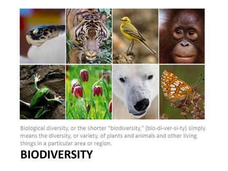 BIODIVERSITY Biological diversity, or the shorter biodiversity, (bio-di-ver-si-ty) simply means the diversity, or variety, of plants and animals and.