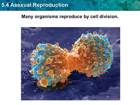 Many organisms reproduce by cell division.