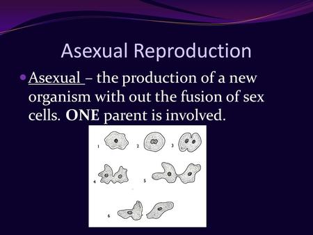 Asexual Reproduction Asexual – the production of a new organism with out the fusion of sex cells. ONE parent is involved.