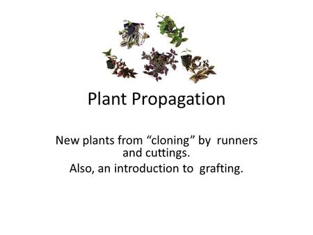Plant Propagation New plants from “cloning” by runners and cuttings. Also, an introduction to grafting.