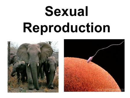 Sexual Reproduction. My Goals Today I will learn how living organisms reproduce and pass traits to their offspring.