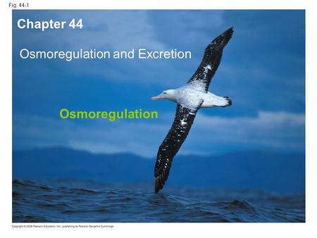 Fig. 44-1 Osmoregulation and Excretion Chapter 44 Osmoregulation.