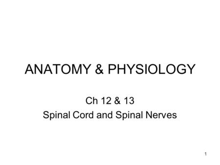 Ch 12 & 13 Spinal Cord and Spinal Nerves