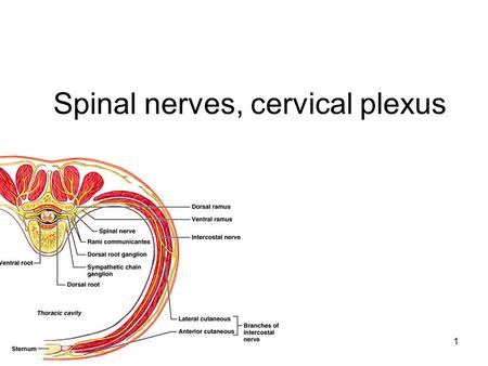 1 Spinal nerves, cervical plexus. 2 Peripheral Nervous System ways to categorize:  Motor or sensory  General (widespread) or specialized (local)  Somatic.
