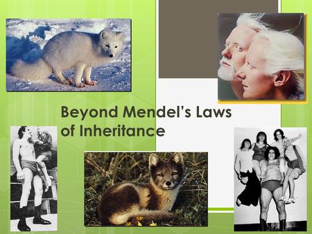 Beyond Mendel’s Laws of Inheritance Extending Mendelian genetics  Mendel worked with a simple system  peas are ____________________________ simple.