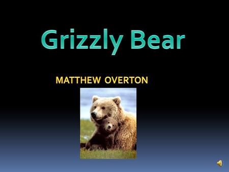 Grizzly Bear MATTHEW OVERTON.