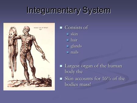 Integumentary System Consists of Largest organ of the human body the