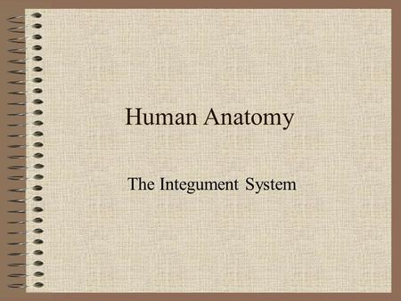 Human Anatomy The Integument System. Function(s) 1.Physical protection 2.Thermoregulation 3.Excretion 4.Synthesis of vitamin D 3.