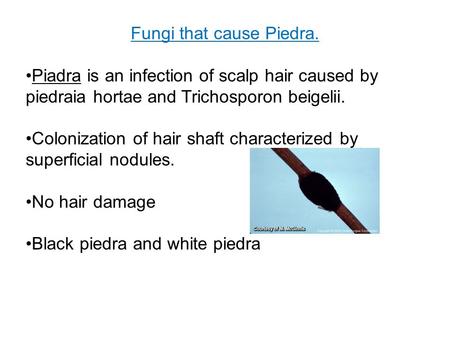 Fungi that cause Piedra.