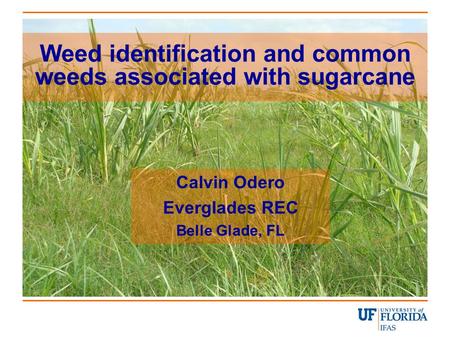 Weed identification and common weeds associated with sugarcane Calvin Odero Everglades REC Belle Glade, FL.