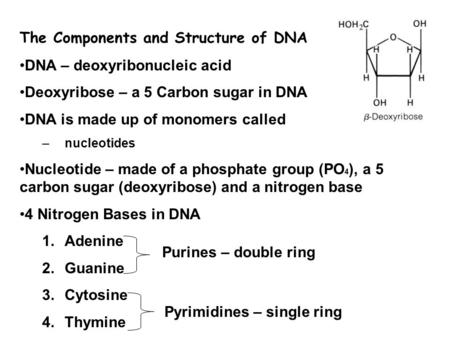 The Components and Structure of DNA DNA – deoxyribonucleic acid