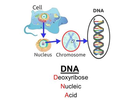 DNA Deoxyribose Nucleic Acid. DNA The chemical make-up of genes Stores and passes genetic info from one generation to the next. (heredity) Determines.