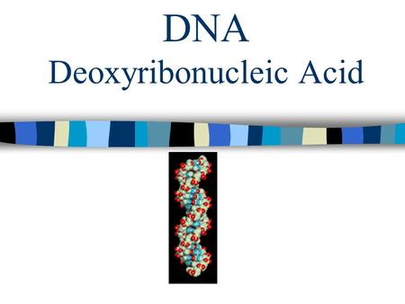 DNA Deoxyribonucleic Acid. DNA Structure What is DNA? The information that determines an organism’s traits. Stores and passes on genetic information.
