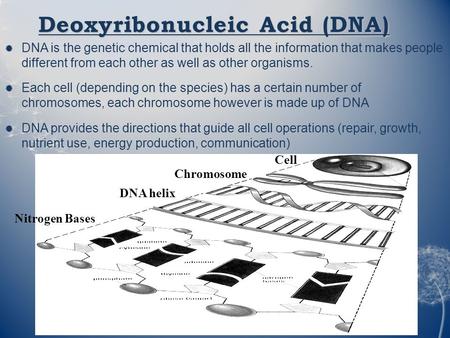 Deoxyribonucleic Acid (DNA)  DNA is the genetic chemical that holds all the information that makes people different from each other as well as other organisms.