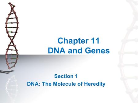 Chapter 11 DNA and Genes Section 1 DNA: The Molecule of Heredity.