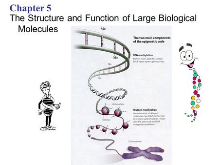 Chapter 5 The Structure and Function of Large Biological Molecules.