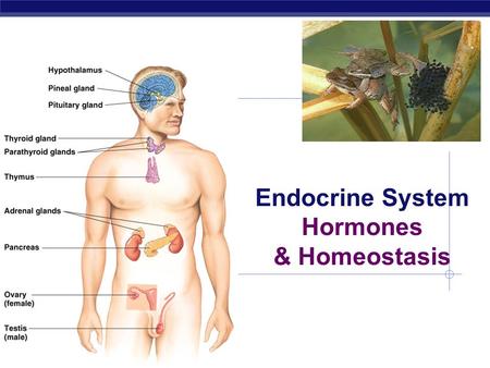 Endocrine System Hormones & Homeostasis Regulation How we maintain homeostasis  nervous system nerve signals control body functions  endocrine system.