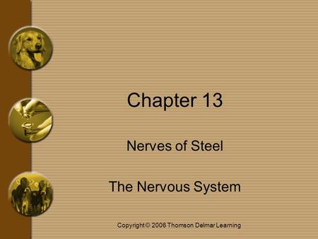 Copyright © 2006 Thomson Delmar Learning Chapter 13 Nerves of Steel The Nervous System.