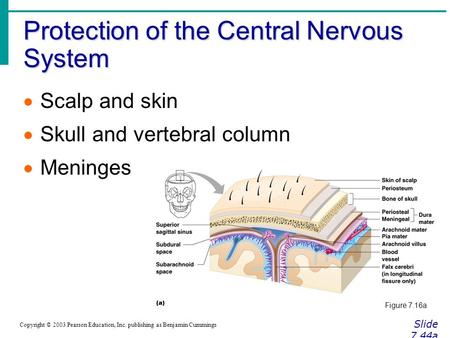 Protection of the Central Nervous System Slide 7.44a Copyright © 2003 Pearson Education, Inc. publishing as Benjamin Cummings  Scalp and skin  Skull.