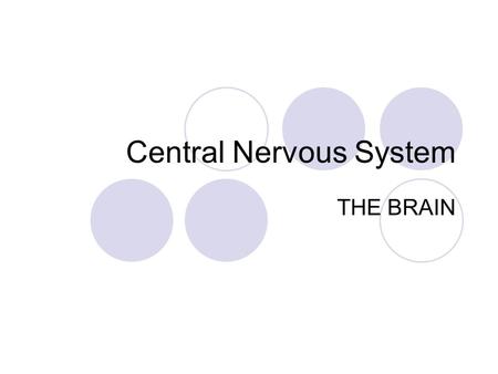 Central Nervous System THE BRAIN. Neural Tube Develops into the central nervous system in embryos.
