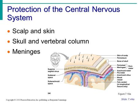 Protection of the Central Nervous System Slide 7.44a Copyright © 2003 Pearson Education, Inc. publishing as Benjamin Cummings  Scalp and skin  Skull.