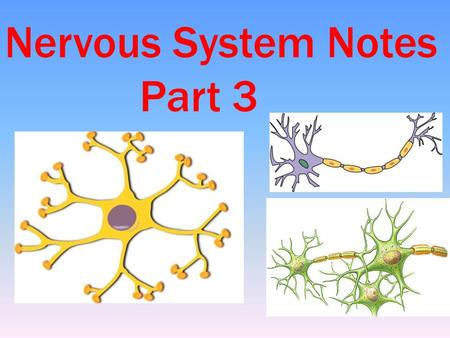 Nervous System Notes Part 3. EVEN MORE INTERESTING NERVOUS SYSTEM FACTS The human brain alone consists of about 100 billion neurons. If all these neurons.