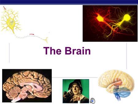 The Brain Every time you move a muscle & every time you think a thought, your nerve cells are hard at work. They are processing information: receiving.