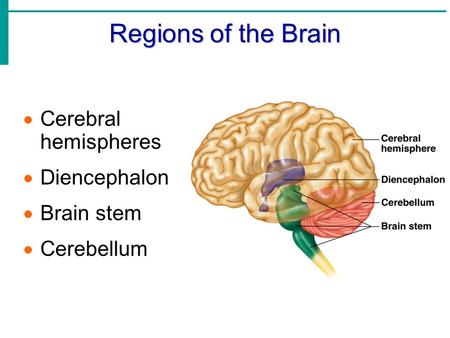 Regions of the Brain  Cerebral hemispheres  Diencephalon  Brain stem  Cerebellum.