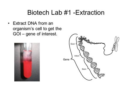 Biotech Lab #1 -Extraction Extract DNA from an organism’s cell to get the GOI – gene of interest.