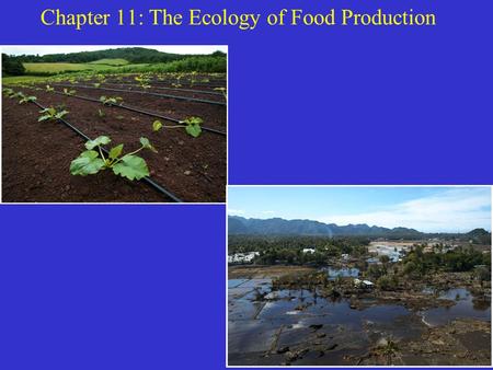 Chapter 11: The Ecology of Food Production. Can We Feed the World? To answer this we must understand how crops grow and how productive they can be. History.