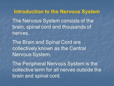 Introduction to the Nervous System The Nervous System consists of the brain, spinal cord and thousands of nerves. The Brain and Spinal Cord are collectively.